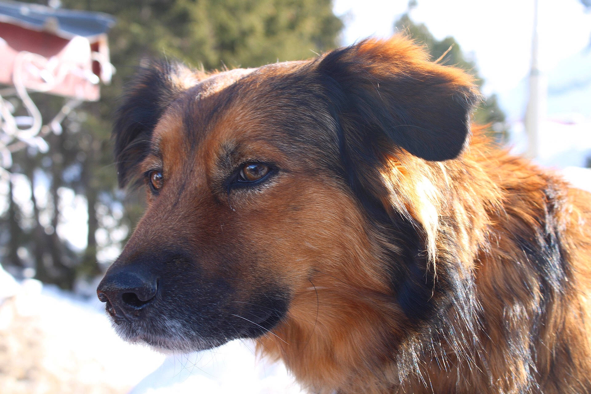 Loup participe au concours pour gagner de l'argent avec cette photo : aidi, canidae, carnivore, companion_dog, dog, dog_breed, mammal, rare_breed_dog, snout, sporting_group, vertebrate