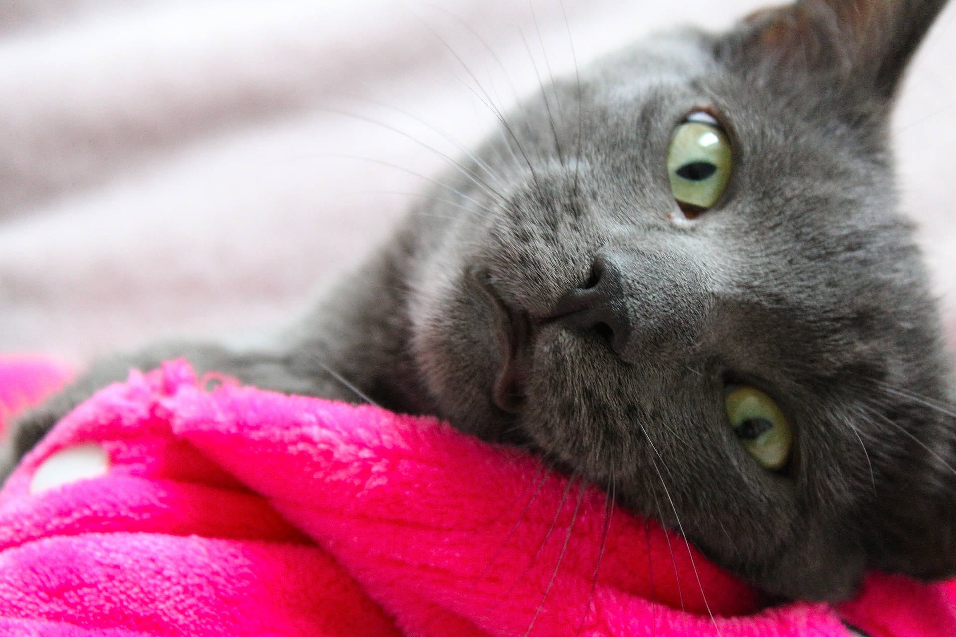 Yoki a rejoint le concours — aidez-le/la à gagner de superbes lots ! asian, black_cat, british_semi_longhair, british_shorthair, burmese, carnivore, cat, chartreux, close_up, domestic_short_haired_cat, felidae, kitten, korat, mammal, nebelung, russian_blue, small_to_medium_sized_cats, snout, vertebrate, whiskers