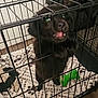 Toby is registered to the contest to win money with this photo: puppy, dog, crate, metal_bars, blanket, toy, green_toy, floor, indoor, pet, cage, playful, tongue_out, black_fur, cute, animal, pet_care, home, furniture, canine
