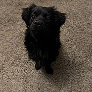 Toby joined the competition — help win amazing prizes! dog, black_dog, pet, animal, carpet, indoor, fur, cute, sitting, looking_up, ears, nose, eyes, small_dog, companion, adorable, domestic, canine, portrait, waiting