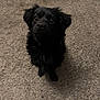 dog, black_dog, pet, animal, carpet, indoor, fur, cute, sitting, looking_up, ears, nose, eyes, small_dog, companion, adorable, domestic, canine, portrait, waiting
