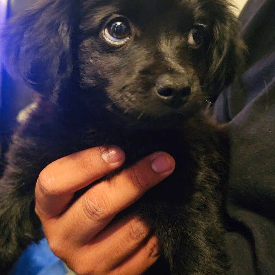 Toby joined the competition — help win amazing prizes! animal, black_fur, close_up, companion, cute, dog, domestic_animal, eyes, furry, hand, holding, indoor, looking, mammal, person, pet, portrait, puppy, small, young