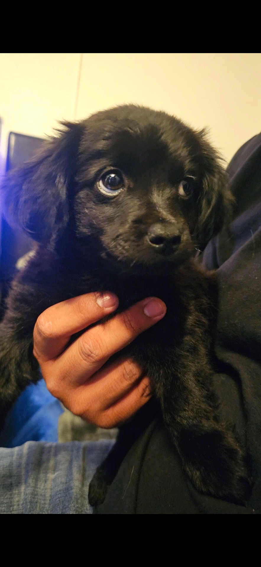 Toby joined the competition — help win amazing prizes! puppy, dog, black_fur, pet, hand, person, indoor, cute, young, animal, portrait, furry, small, looking, eyes, holding, close_up, domestic_animal, mammal, companion