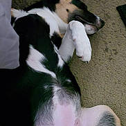 Baby joined the competition — help win amazing prizes! dog, sleeping, lying_down, carpet, pet, black_and_white, paw, relaxed, indoor, animal, fur, canine, resting, cute, domestic_animal, mammal, closeup, sprawled, belly, napping