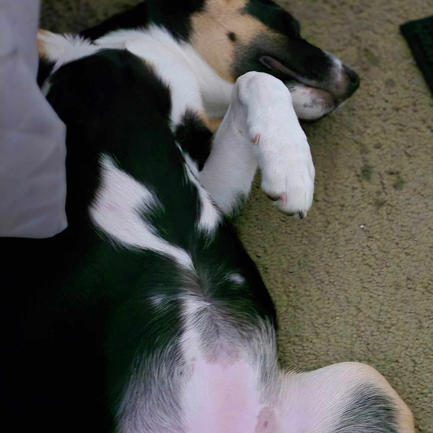 Baby joined the competition — help win amazing prizes! animal, belly, black_and_white, canine, carpet, closeup, cute, dog, domestic_animal, fur, indoor, lying_down, mammal, napping, paw, pet, relaxed, resting, sleeping, sprawled