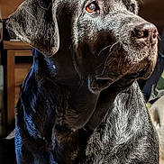 Thea joined the competition — help win amazing prizes! animal, black_dog, brown_eyes, calm, canine, close_up, companion, dog, domestic_animal, fur, household, indoor, light, looking_away, mammal, nostalgic, pet, portrait, shadow, wooden_furniture