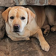 Jojo is registered to the contest to win money with this photo: dog, labrador_retriever, yellow_dog, pet, animal, stone, nook, resting, indoors, fur, paw, face, ears, snout, canine, quiet, relaxed, companion, portrait, cute