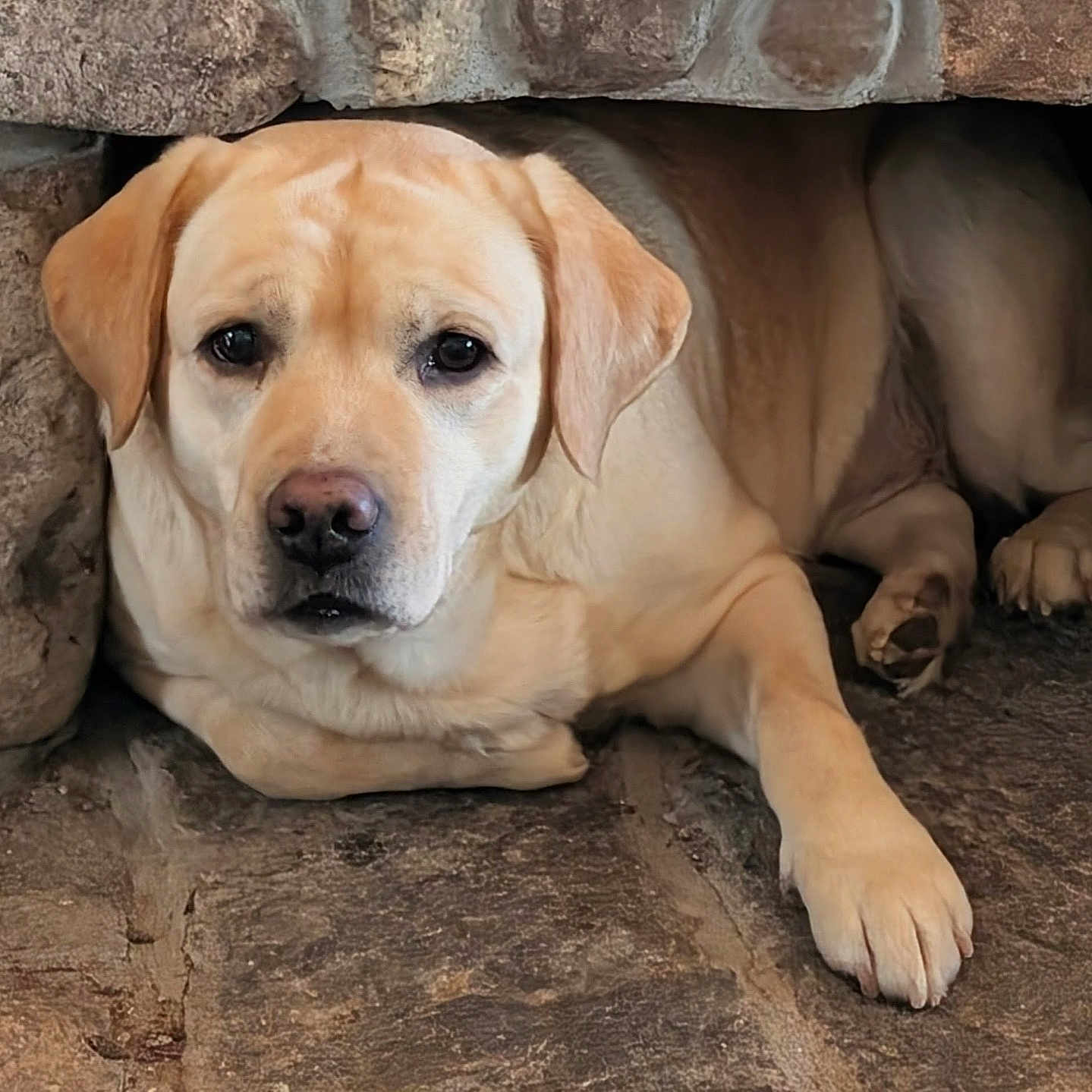 Jojo is registered to the contest to win money with this photo: animal, canine, companion, cute, dog, ears, face, fur, indoors, labrador_retriever, nook, paw, pet, portrait, quiet, relaxed, resting, snout, stone, yellow_dog
