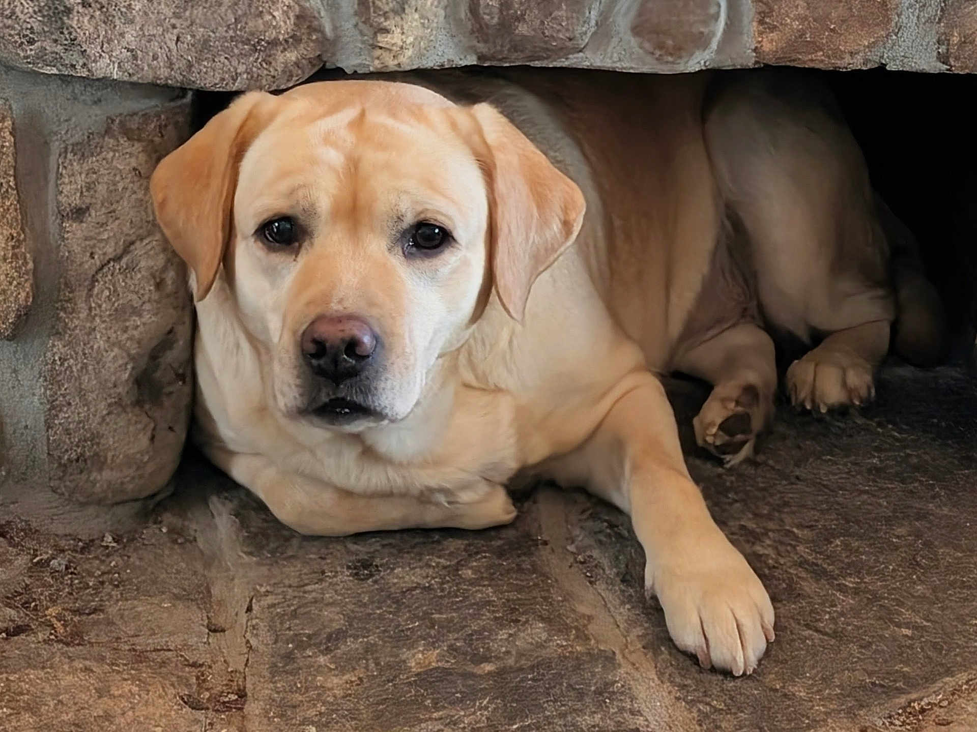 Jojo is registered to the contest to win money with this photo: dog, labrador_retriever, yellow_dog, pet, animal, stone, nook, resting, indoors, fur, paw, face, ears, snout, canine, quiet, relaxed, companion, portrait, cute