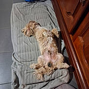 Lemon a rejoint le concours — aidez-le/la à gagner de superbes lots ! dog, towel, floor, wooden_cabinet, relaxed, indoor, pet, fur, laying_down, paws_up, gray, brown, cozy, tile_floor, household, sleeping, domestic_animal, cute, resting, animal