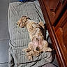 dog, towel, floor, wooden_cabinet, relaxed, indoor, pet, fur, laying_down, paws_up, gray, brown, cozy, tile_floor, household, sleeping, domestic_animal, cute, resting, animal