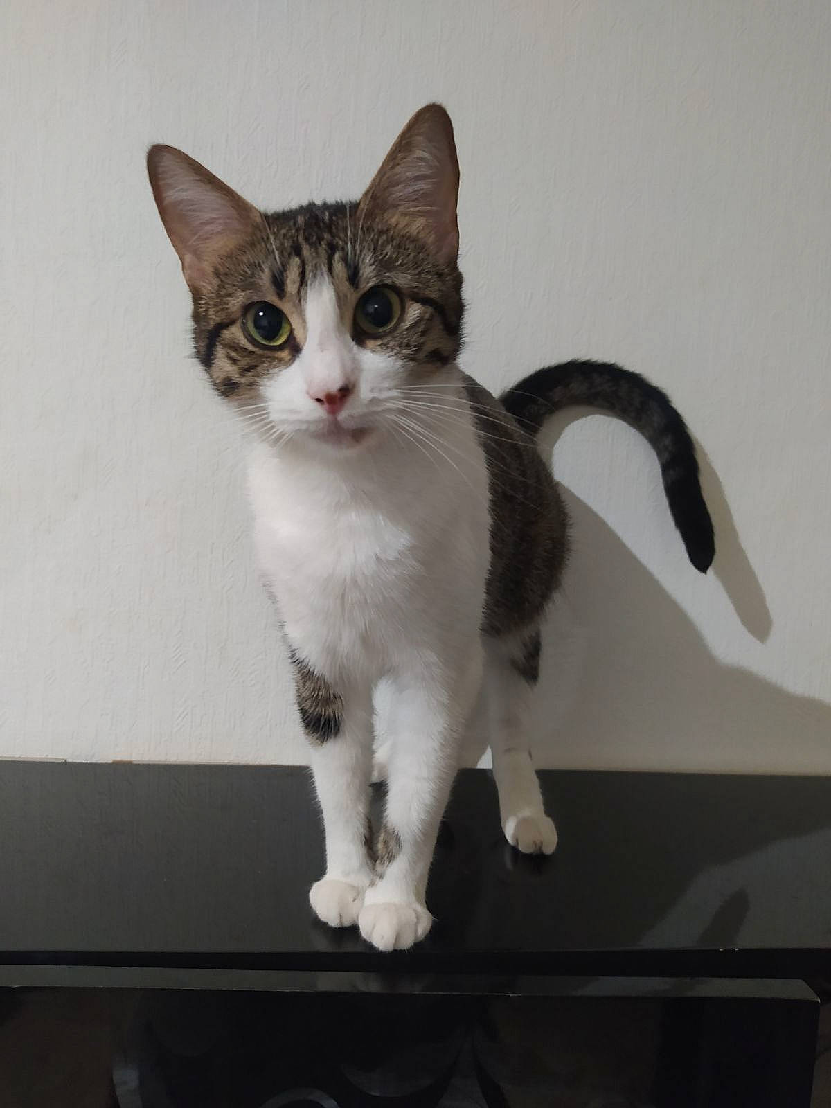 Nina participe au concours pour gagner de l'argent avec cette photo : carnivore, cat, domestic_short_haired_cat, felidae, fur, paw, small_to_medium_sized_cats, snout, tail, whiskers