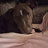 Luna joined the competition — help win amazing prizes! dog, brown_dog, blanket, couch, pet, indoor, fur, animal, resting, canine, cozy, relaxed, soft, comfort, laying, portrait, domestic_animal, one_animal, closeup, sleepy