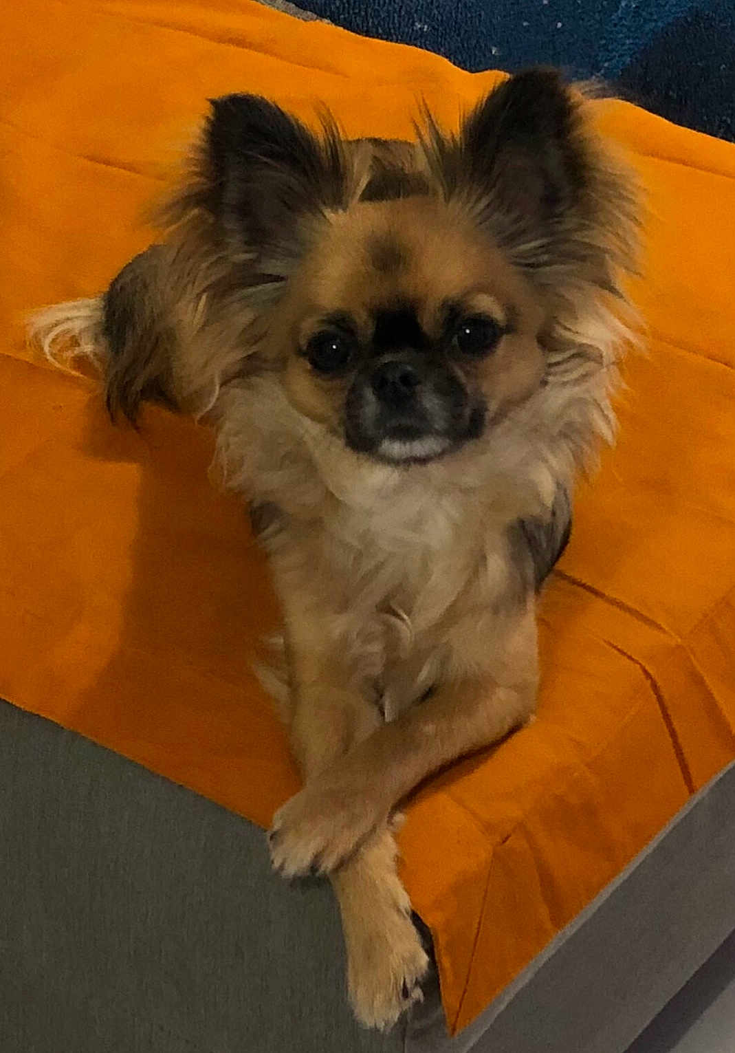 Coco a rejoint le concours — aidez-le/la à gagner de superbes lots ! dog, canine, pet, fluffy, brown, ears, paws, blanket, orange, couch, relaxed, indoor, fur, cute, animal, small_dog, companion, domestic, portrait, resting