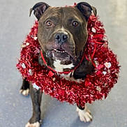 Rocko Bean is registered to the contest to win money with this photo: dog, pet, festive, red_garland, holiday, cute, animal, canine, looking_up, decorative, celebration, collar, fur, ears, paws, standing, adorable, portrait, expression, indoor