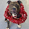 dog, pet, festive, red_garland, holiday, cute, animal, canine, looking_up, decorative, celebration, collar, fur, ears, paws, standing, adorable, portrait, expression, indoor
