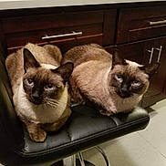 Echo And Sweet Pea is registered to the contest to win money with this photo: cat, siamese_cat, blue_eyes, feline, pet, indoor, bar_stool, black_leather, kitchen, cabinet, floor, two_animals, animal_pair, curious, sitting, fur, whiskers, domestic_animal, cute, companions