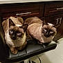 cat, siamese_cat, blue_eyes, feline, pet, indoor, bar_stool, black_leather, kitchen, cabinet, floor, two_animals, animal_pair, curious, sitting, fur, whiskers, domestic_animal, cute, companions