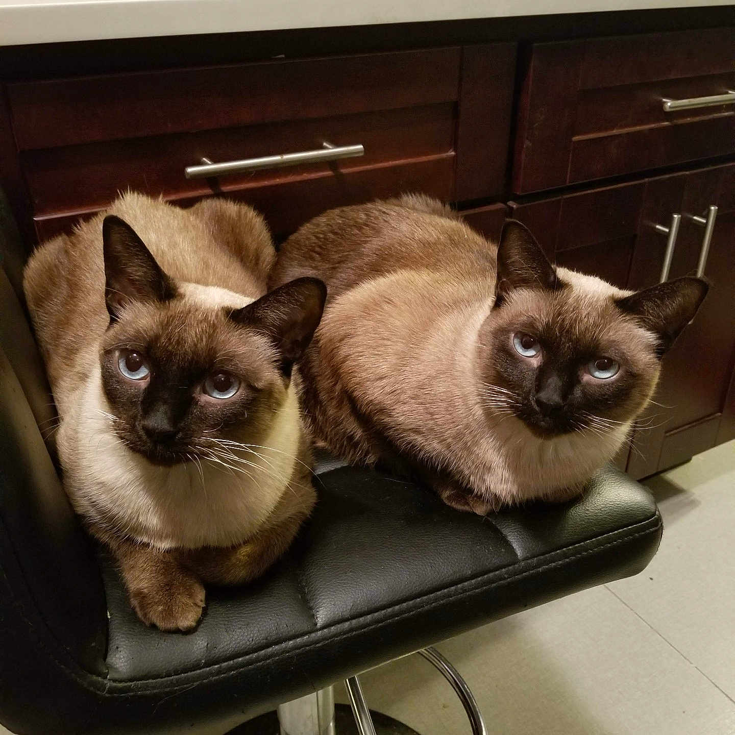 Echo And Sweet Pea is registered to the contest to win money with this photo: animal_pair, bar_stool, black_leather, blue_eyes, cabinet, cat, companions, curious, cute, domestic_animal, feline, floor, fur, indoor, kitchen, pet, siamese_cat, sitting, two_animals, whiskers