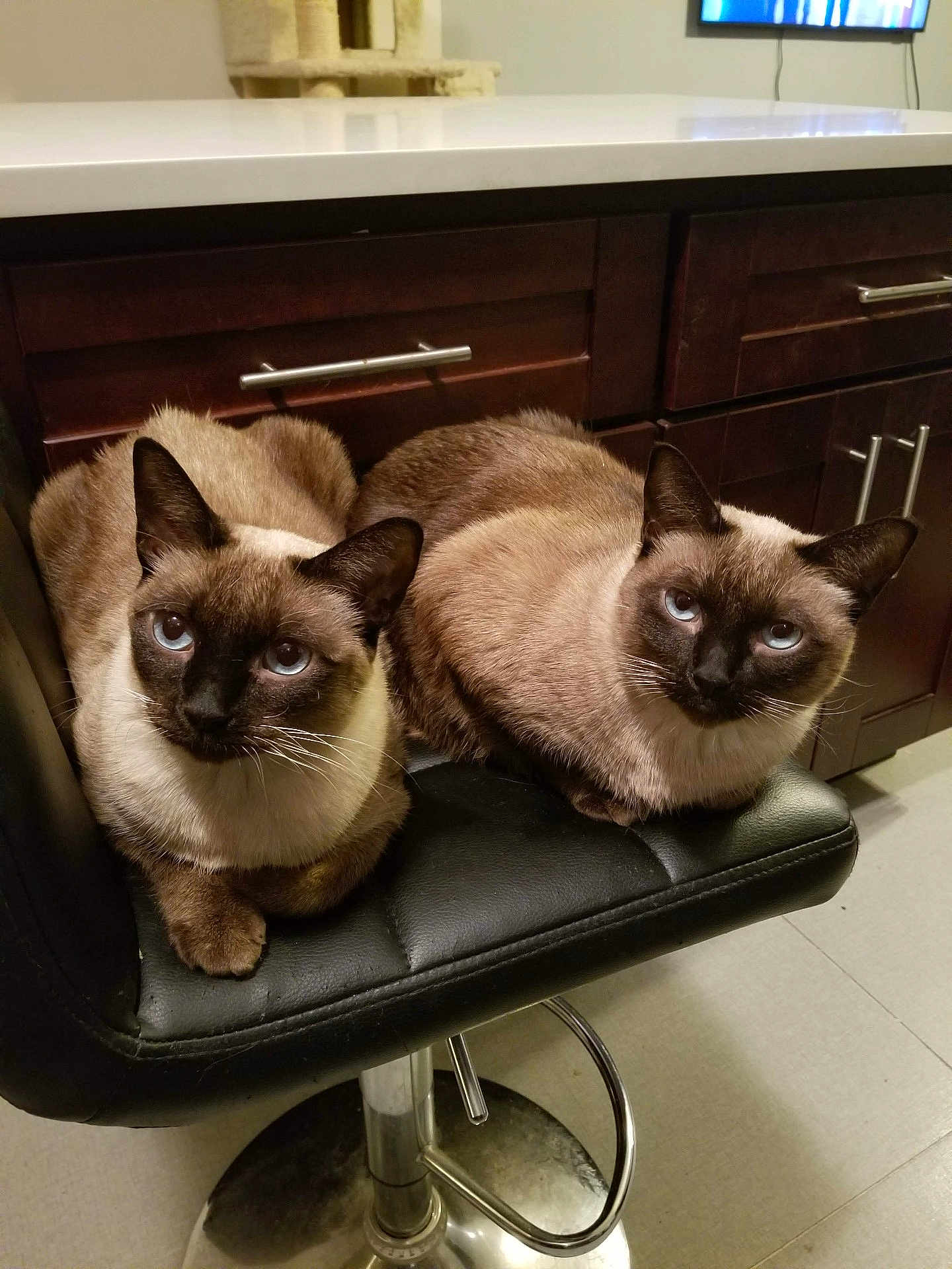 Echo And Sweet Pea is registered to the contest to win money with this photo: cat, siamese_cat, blue_eyes, feline, pet, indoor, bar_stool, black_leather, kitchen, cabinet, floor, two_animals, animal_pair, curious, sitting, fur, whiskers, domestic_animal, cute, companions