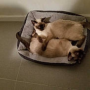 Echo And Sweet Pea joined the competition — help win amazing prizes! animal, bed, cat, companionship, cozy, cute, domestic_cat, ears, feline, floor, fur, indoor, pet_bed, pets, resting, siamese_cat, snuggling, tile_floor, two_cats, whiskers