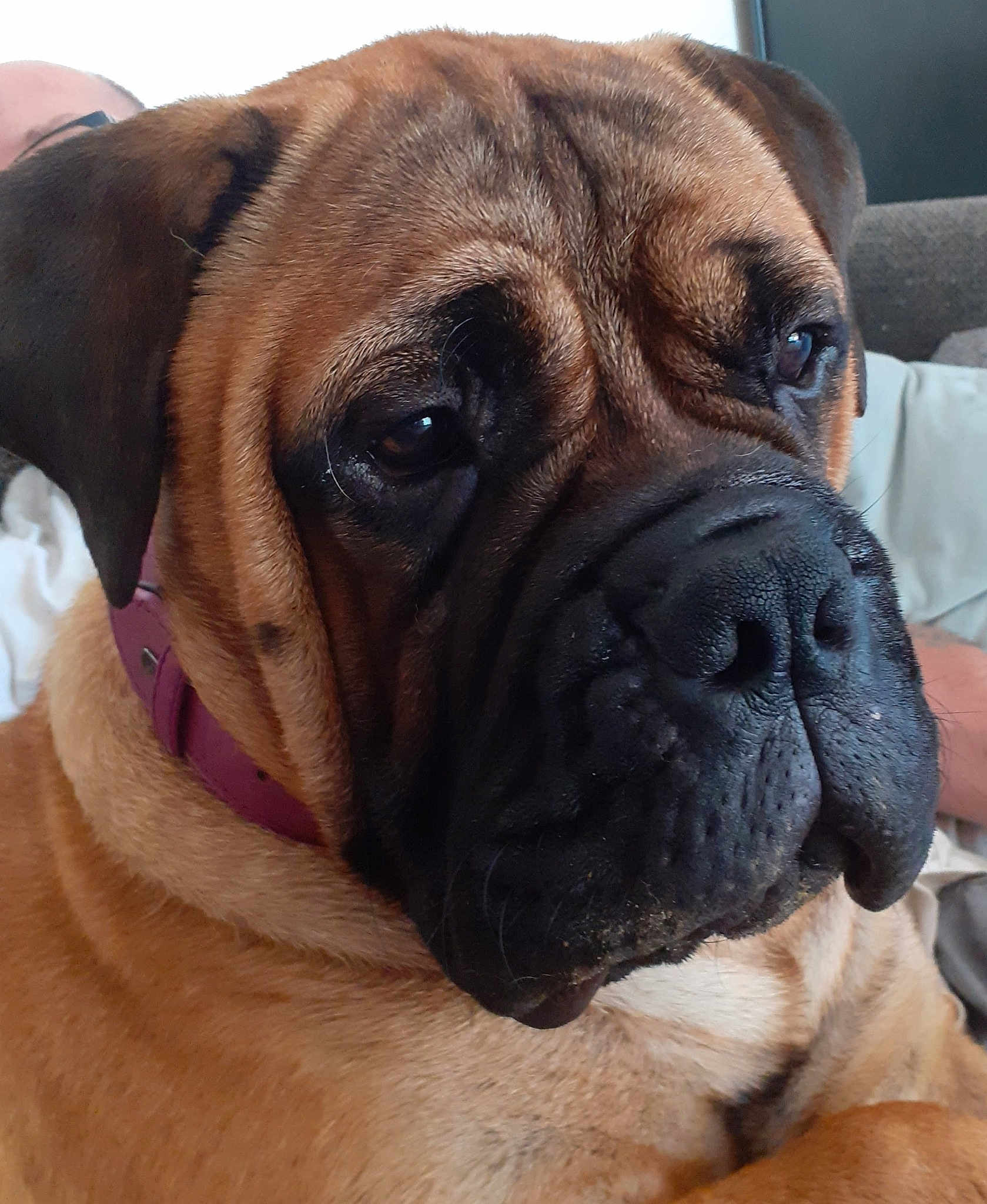Belle