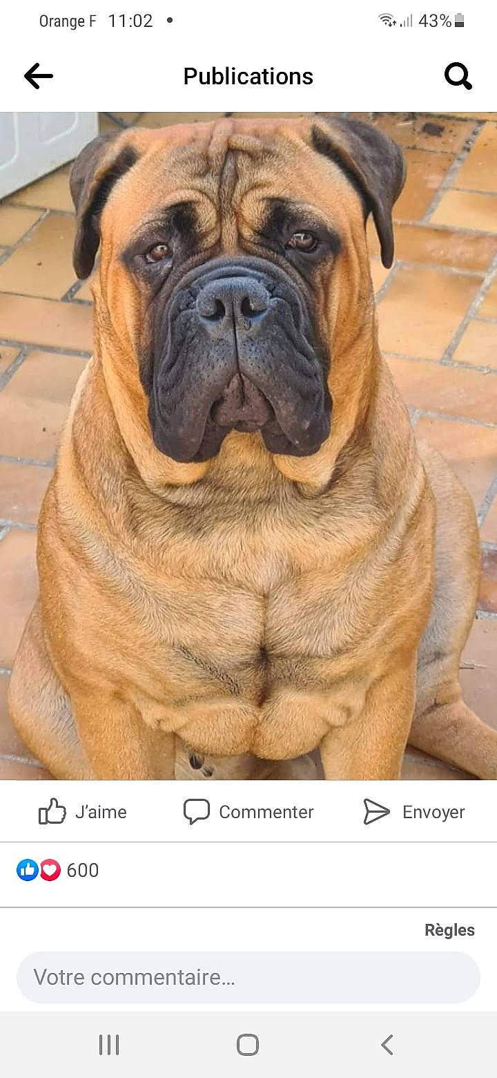 Belle a rejoint le concours — aidez-le/la à gagner de superbes lots ! ancient_dog_breeds, bulldog, canidae, carnivore, companion_dog, dog, dog_breed, fawn, grass, molosser, plant, screenshot, snout, sporting_group, symmetry, terrestrial_animal, toy_dog, whiskers, working_dog, wrinkle