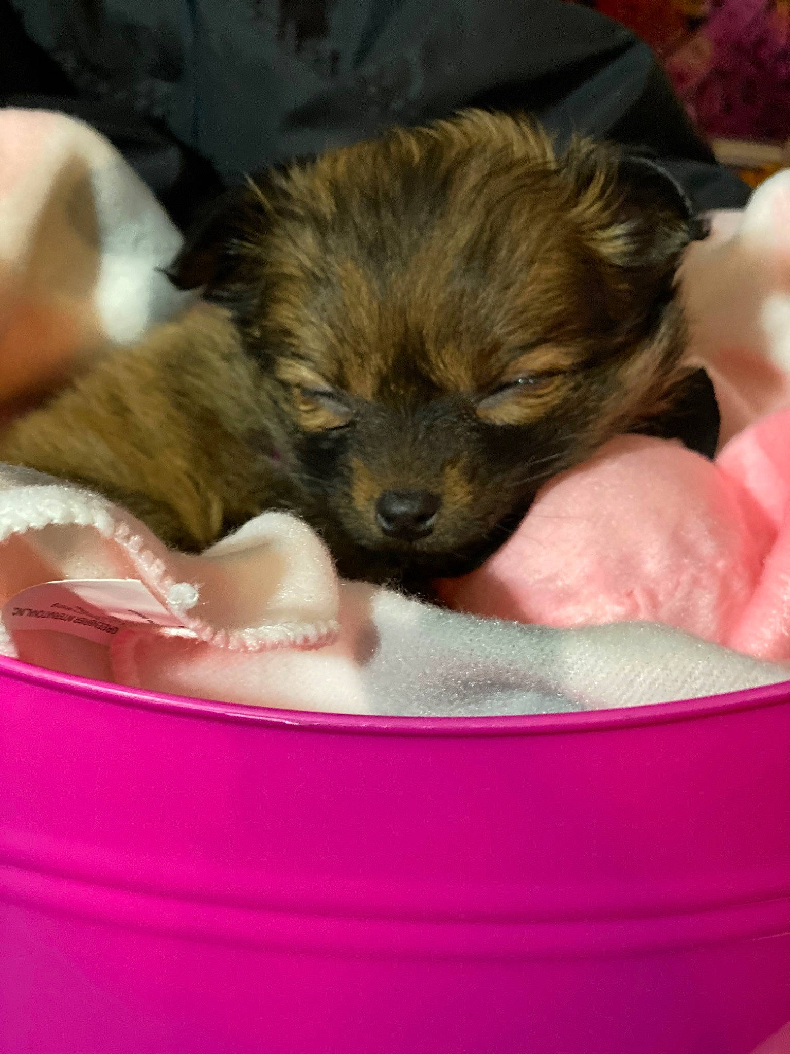 Nani is registered to the contest to win money with this photo: border_terrier, canidae, carnivore, chinese_imperial_dog, companion_dog, dog, dog_breed, fawn, havanese, mammal, morkie, norfolk_terrier, pomeranian, puppy, puppy_love, schnoodle, shih_tzu, toy_dog, vertebrate, yorkipoo