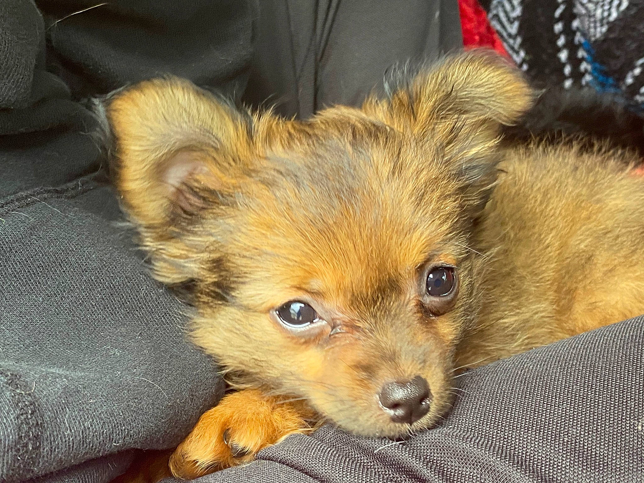 Nani is registered to the contest to win money with this photo: canidae, carnivore, companion_dog, dog, dog_breed, ear, fawn, fur, mammal, non_sporting_group, norwich_terrier, pomeranian, puppy, rare_breed_dog, russkiy_toy, snout, sporting_group, toy_dog, vertebrate, whiskers
