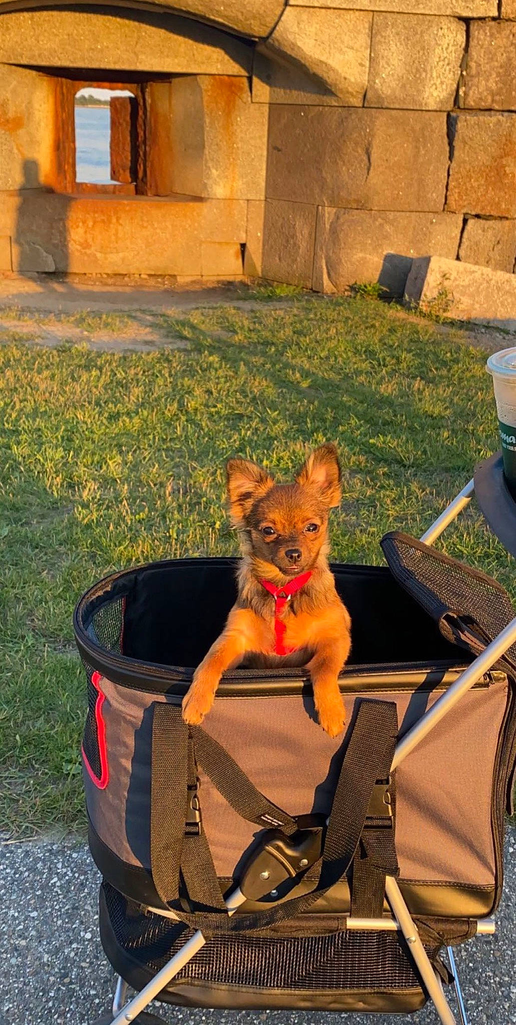 Nani joined the competition — help win amazing prizes! canidae, carnivore, companion_dog, dog, dog_breed, fawn, mammal, pomeranian