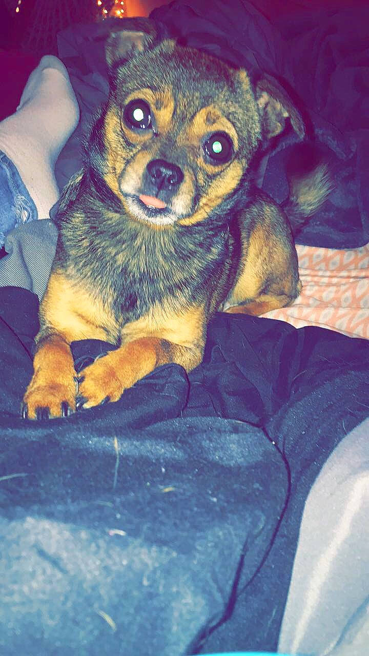 Nuka is registered to the contest to win money with this photo: canidae, carlin_pinscher, carnivore, chihuahua, companion_dog, dog, dog_breed, english_toy_terrier, fawn, mammal, miniature_pinscher, pinscher, puppy, russkiy_toy, snout, toy_dog, vertebrate