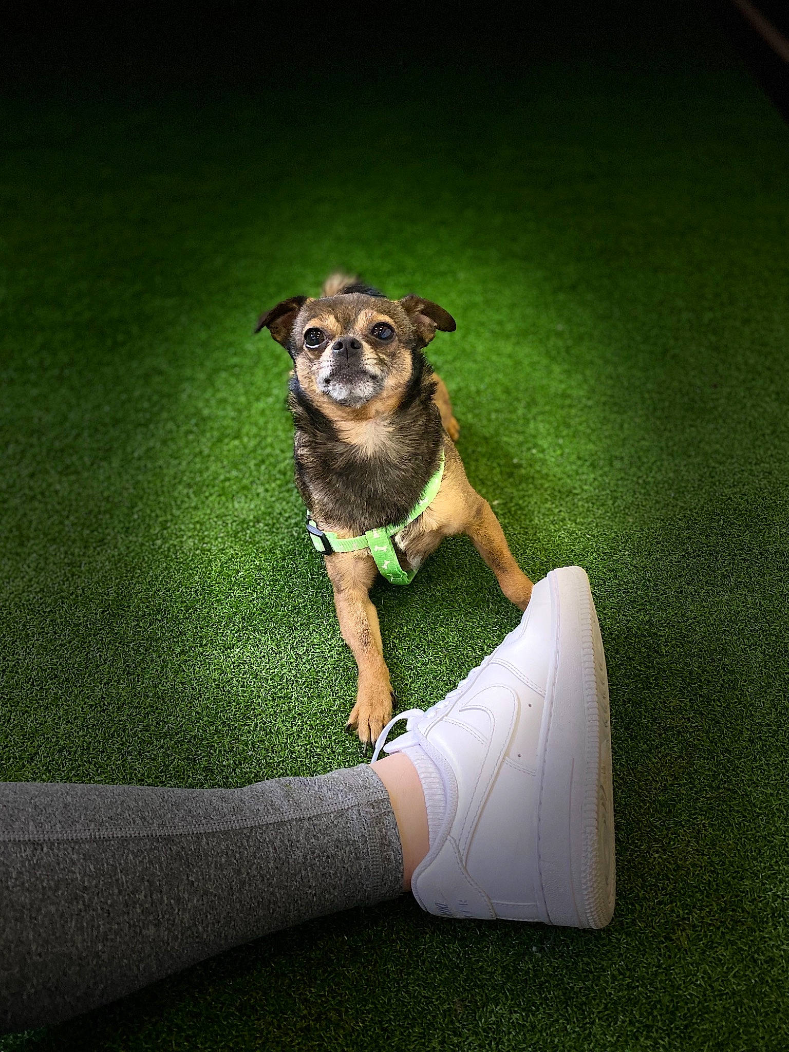 Nuka joined the competition — help win amazing prizes! canidae, carnivore, companion_dog, dog, dog_breed, fawn, grass, plant, pug, puppy