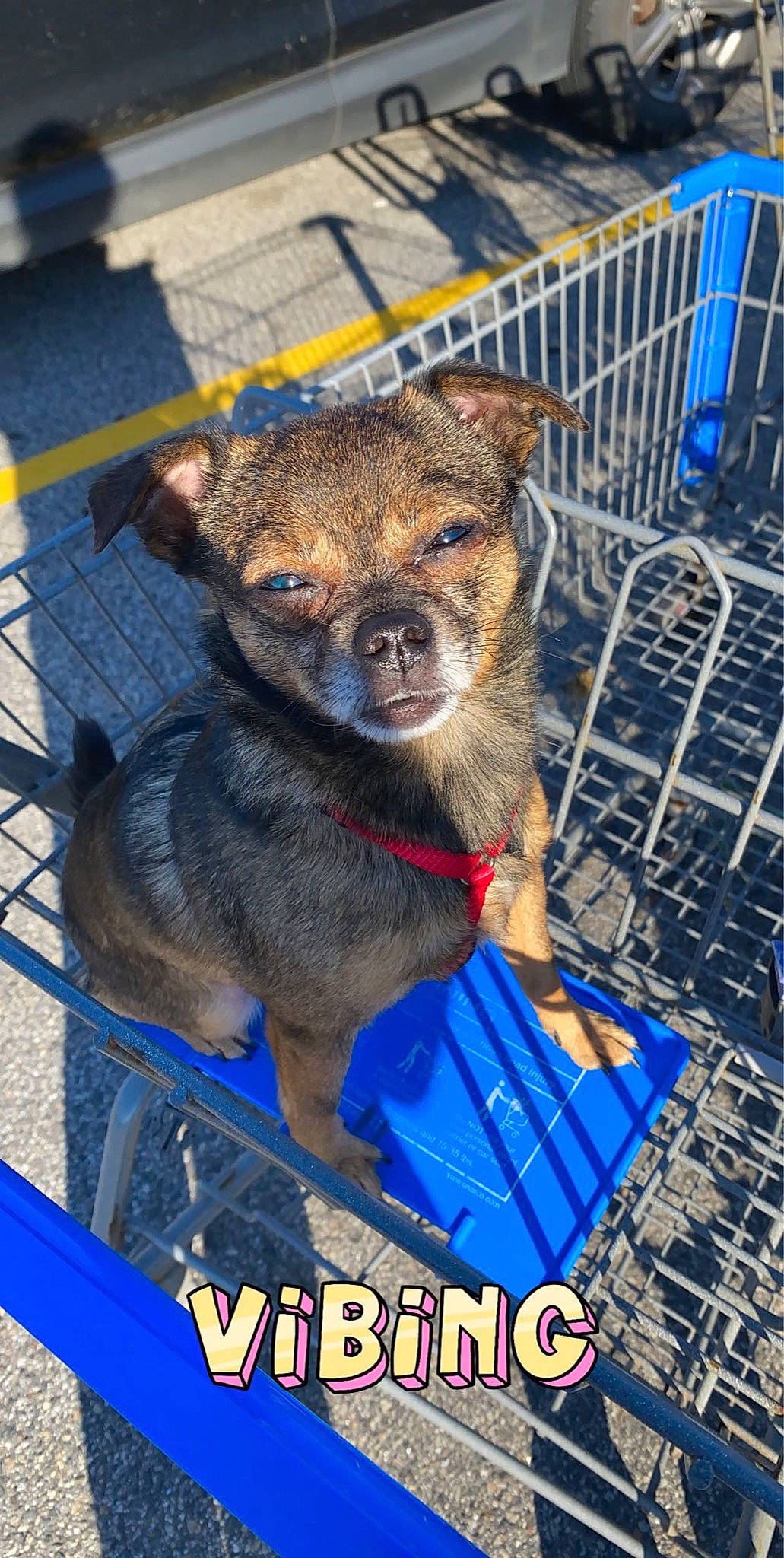 Nuka is registered to the contest to win money with this photo: animal_shelter, canidae, carnivore, companion_dog, dog, dog_breed, mammal, puppy, rare_breed_dog, snout, street_dog