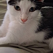 Gizmo joined the competition — help win amazing prizes! cat, kitten, black_and_white, white_fur, black_fur, blue_eyes, pink_nose, whiskers, ears, animal, pet, indoors, bed, bedding, lying_down, close_up, portrait, cozy, alert, cute