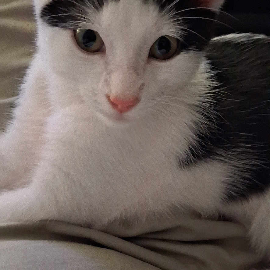 Gizmo