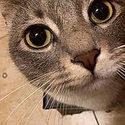 Midnight joined the competition — help win amazing prizes! alert, animal, cat, close_up, curious, cute, domestic, eyes, face, feline, floor, fur, indoor, looking, mammal, nose, pet, portrait, tile, whiskers