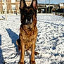 dog, german_shepherd, snow, outdoor, animal, pet, winter, sunlight, shadow, house, sky, fence, grass, ears, sitting, canine, nature, daytime, cold, mammal