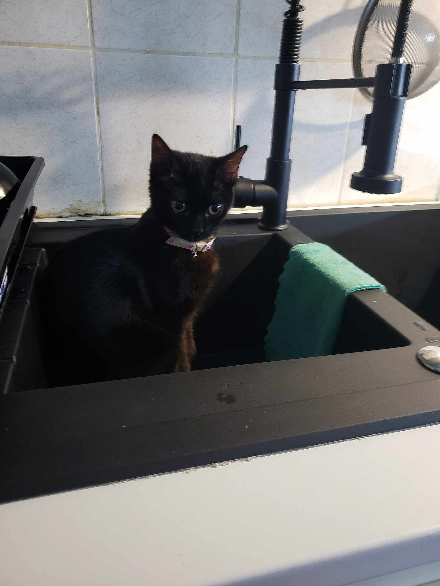 Lily participe au concours pour gagner de l'argent avec cette photo : cat, black_cat, sink, kitchen, collar, faucet, tile_wall, domestic, pet, curious, indoor, green_towel, quiet, small_cat, animal, household, clean, countertop, appliance, domestic_life