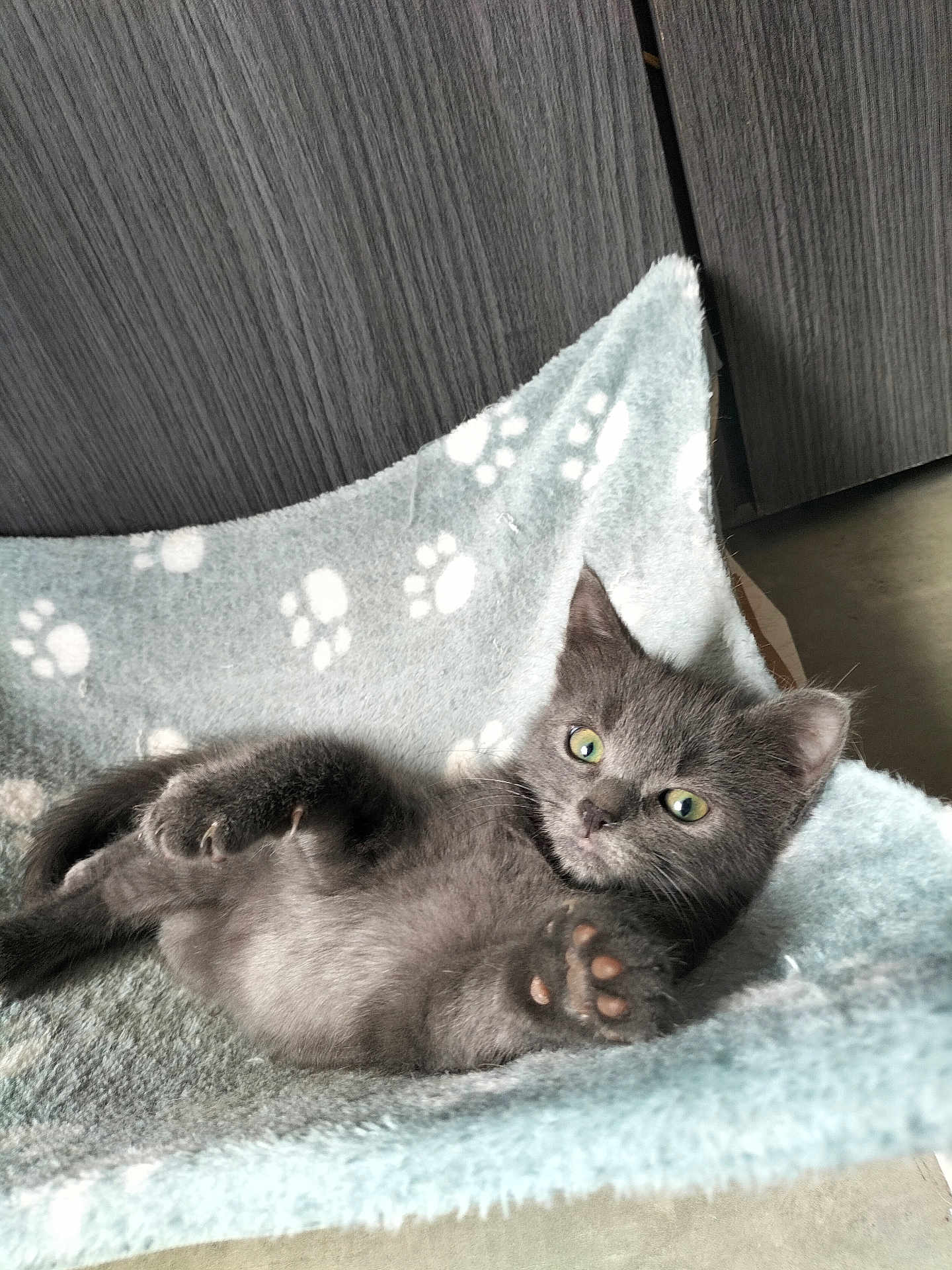 Mya