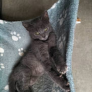 Mya a rejoint le concours — aidez-le/la à gagner de superbes lots ! animal, blanket, cat, claws, cozy, cute, feline, floor, fur, gray_cat, green_eyes, indoor, kitten, paw_prints, pet, playful, resting, soft_texture, stretching, young_cat