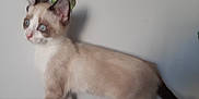 Albus a rejoint le concours — aidez-le/la à gagner de superbes lots ! animal, blue_eyes, cat, curious, domestic_cat, ears, feline, fur, indoor, kitten, leafy_decal, light_background, patterned_surface, pet, side_view, standing, tail, wall, whiskers, young_animal