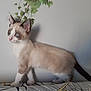 animal, blue_eyes, cat, curious, domestic_cat, ears, feline, fur, indoor, kitten, leafy_decal, light_background, patterned_surface, pet, side_view, standing, tail, wall, whiskers, young_animal