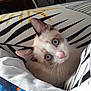 Albus a rejoint le concours — aidez-le/la à gagner de superbes lots ! animal, bed, blanket, blue_eyes, cat, close_up, cozy, curious, cute, domestic, ear, fur, indoor, kitten, patterned_sheet, pet, resting, soft_light, whiskers, young