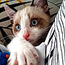 Albus participe au concours pour gagner de l'argent avec cette photo : animal, blue_eyes, cat, claws, close_up, colorful, curious, cushion, cute, fabric, fur, indoor, kitten, pattern, paw, pet, pink_nose, striped, whiskers, young