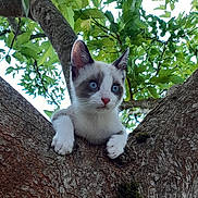 Albus a rejoint le concours — aidez-le/la à gagner de superbes lots ! alert, animal, blue_eyes, branch, cat, climbing, curious, cute, daylight, fur, green_leaves, kitten, nature, outdoor, paws, pet, tree, whiskers, wildlife, young_cat