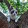 Albus
