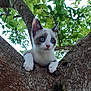 alert, animal, blue_eyes, branch, cat, climbing, curious, cute, daylight, fur, green_leaves, kitten, nature, outdoor, paws, pet, tree, whiskers, wildlife, young_cat