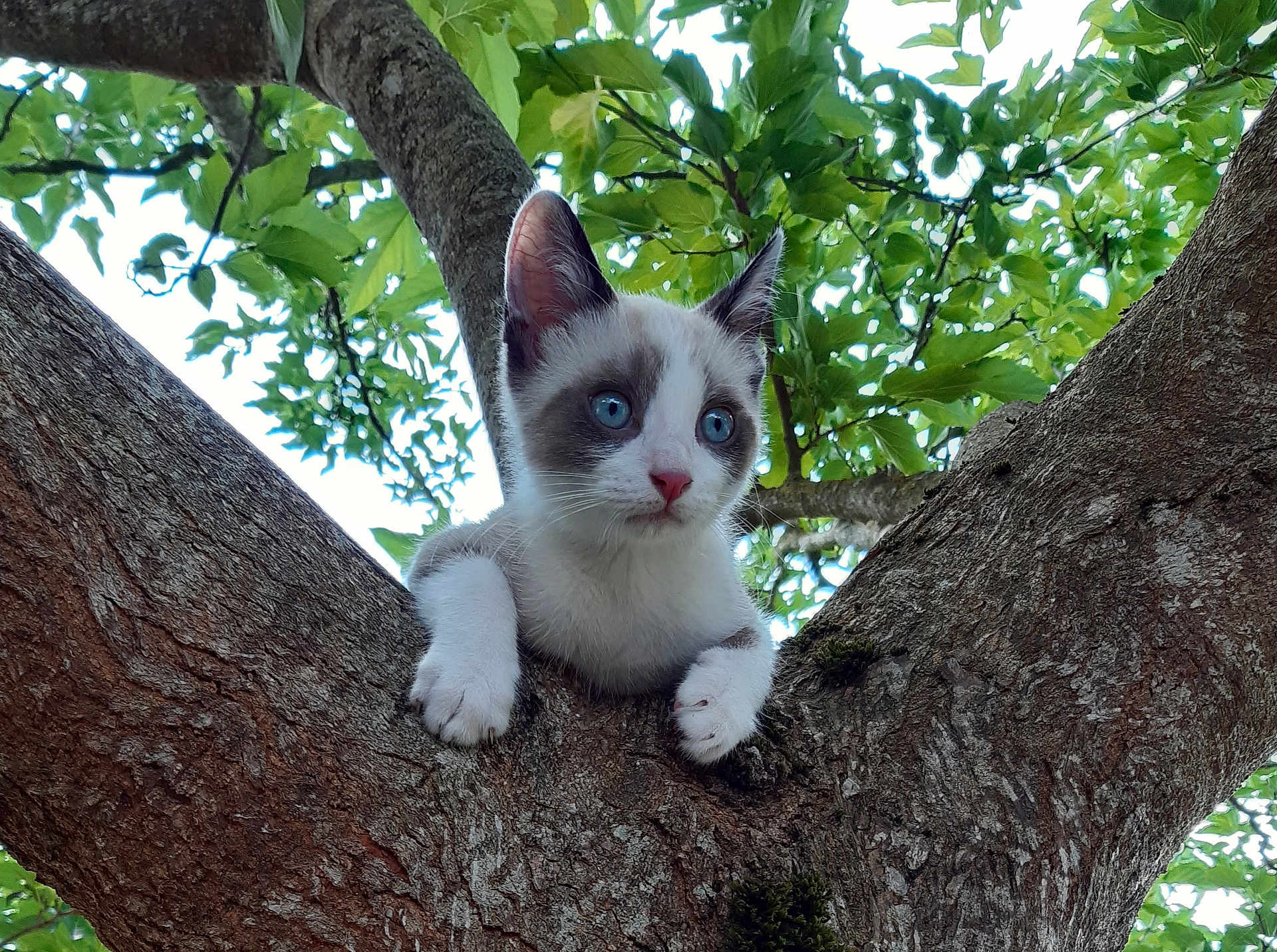 Albus a rejoint le concours — aidez-le/la à gagner de superbes lots ! alert, animal, blue_eyes, branch, cat, climbing, curious, cute, daylight, fur, green_leaves, kitten, nature, outdoor, paws, pet, tree, whiskers, wildlife, young_cat