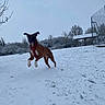 Ryder participe au concours pour gagner de l'argent avec cette photo : active, animal, canine, cold, dog, field, fun, grass, harness, jumping, leash, nature, outdoor, park, pavilion, playing, sky, snow, trees, winter