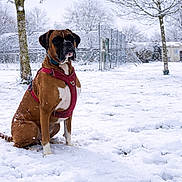 Ryder participe au concours pour gagner de l'argent avec cette photo : dog, boxer, snow, winter, outdoor, tree, park, harness, pet, animal, cold, playground, fence, snowfall, sitting, canine, nature, daytime, quiet, seasonal
